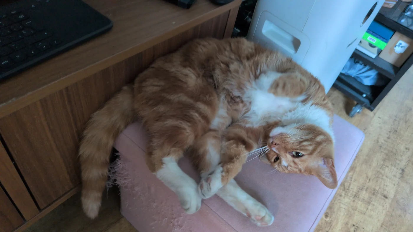 Fred, an orange-and-white cat, resting on a chair beside a desk.